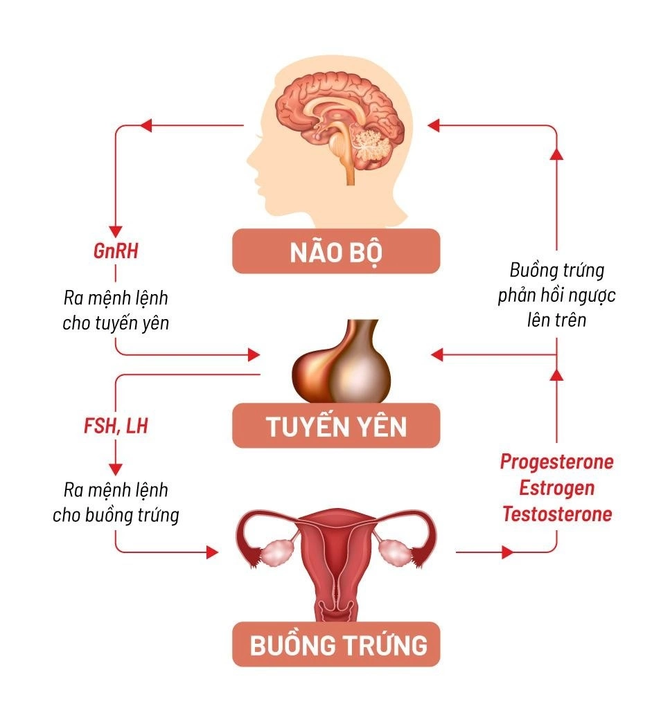 Ba hormone chính trong nội tiết tố nữ
