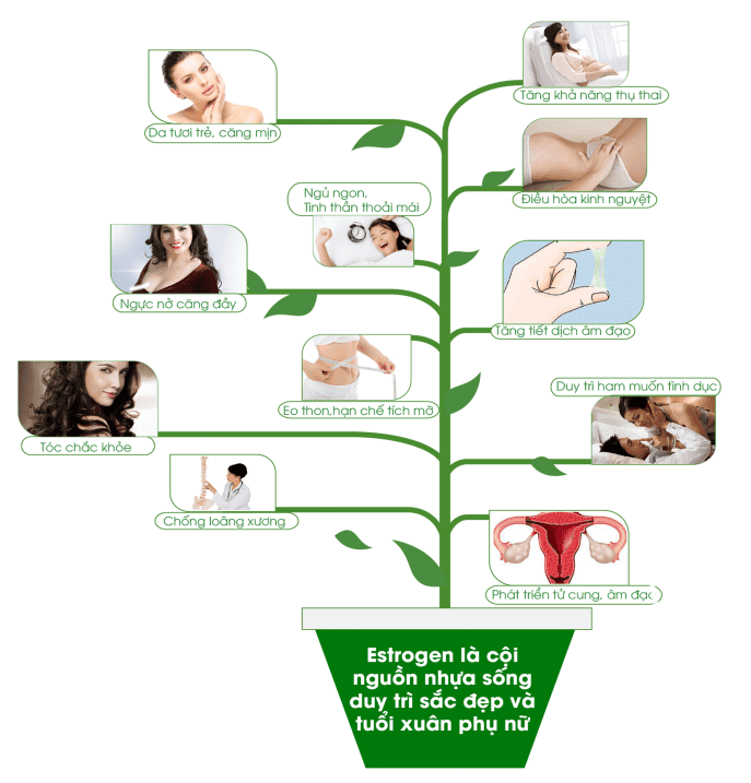 Tầm quan trọng của nội tiết tố nữ
