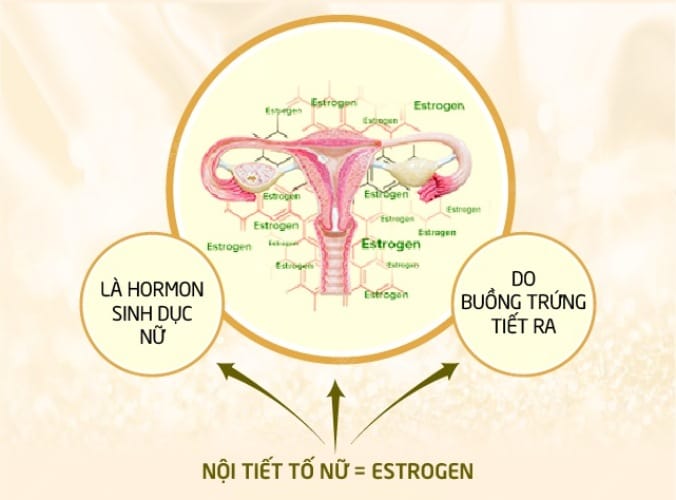 estrogen nữ là gì